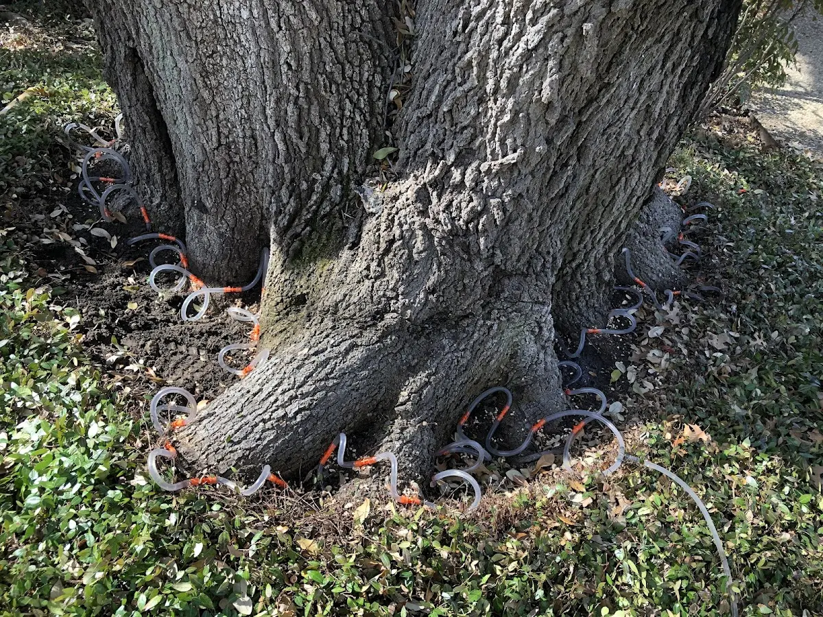 Detailed Tree Cabling and Bracing job site in Reasnor