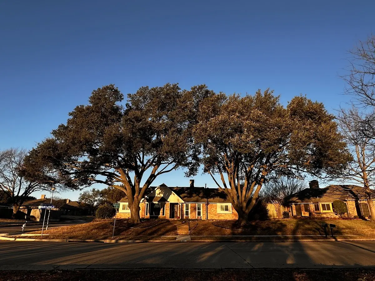Established residential canopy tree shading a home in Reasnor
